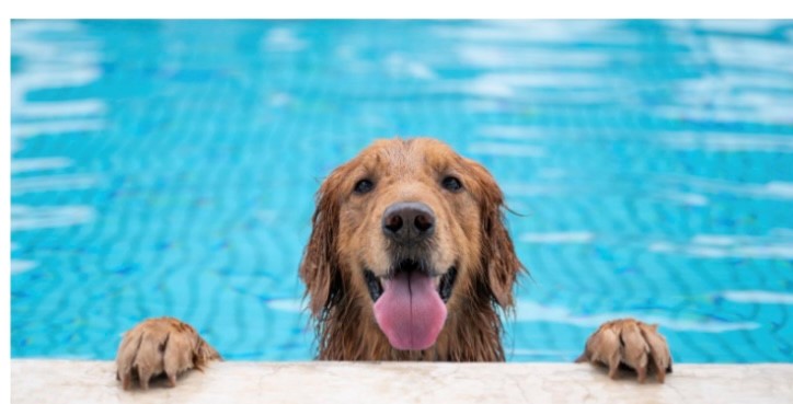 Pups at the Pool